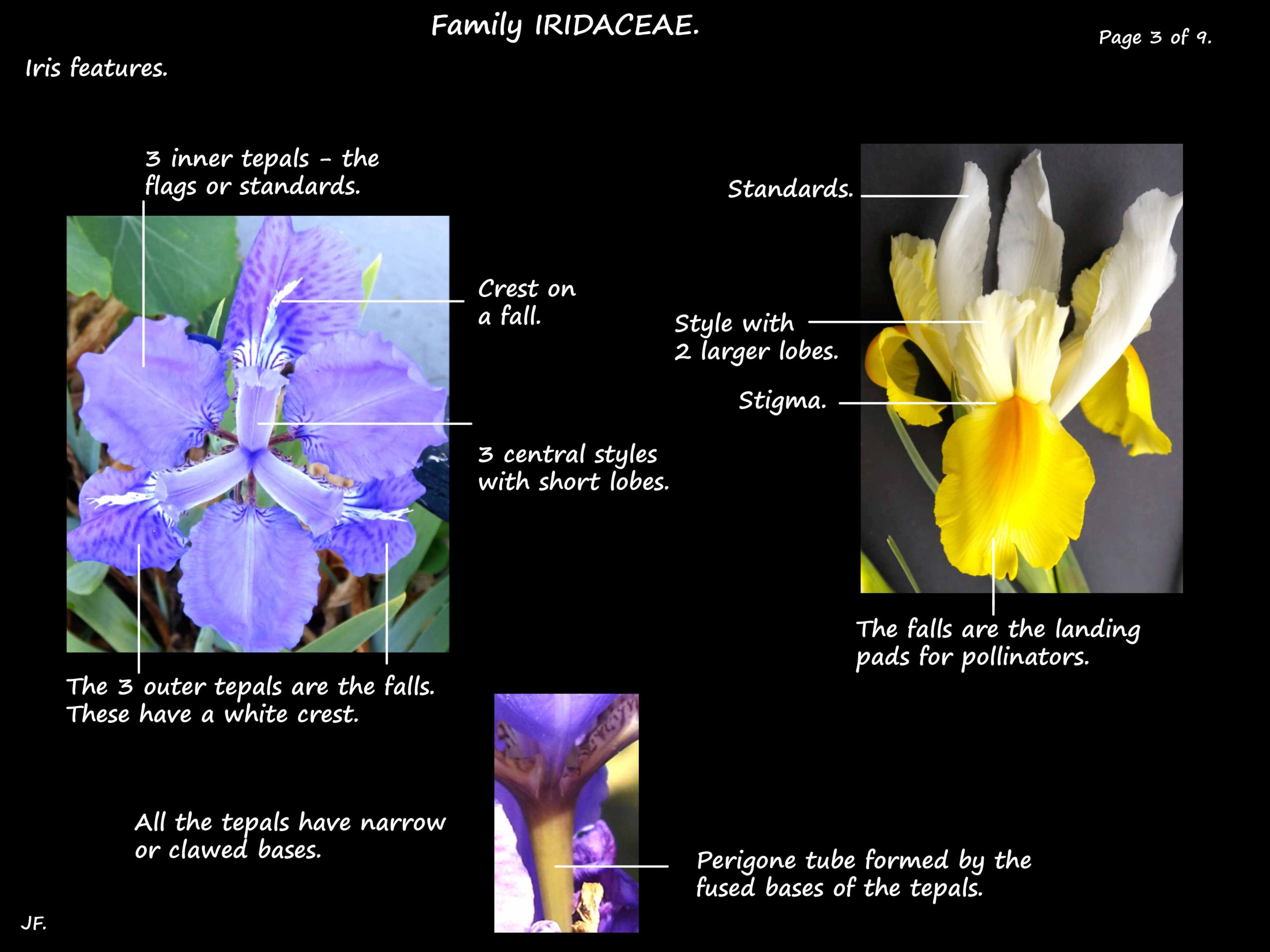 3 Iris flowers